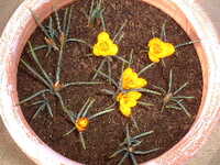 20050322-crocus_terracotta 1.JPG 